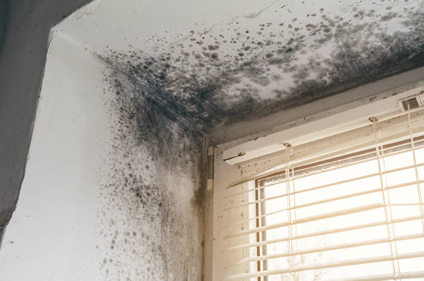Affordable Crawl Space Mold Removal solutions in Clifton, VA